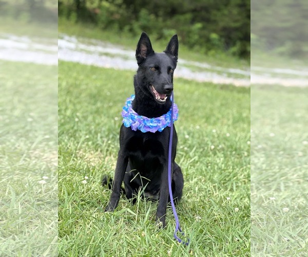 Medium Photo #5 Mutt Puppy For Sale in Cookeville, TN, USA