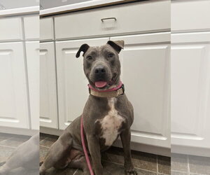 Lily - Female American Bulldog Dog for Adoption - Photo #4