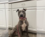 Small #3 American Bulldog