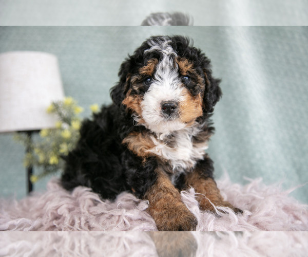 Medium Photo #2 Bernedoodle (Miniature) Puppy For Sale in PARADISE, PA, USA