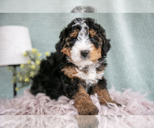 Medium Bernedoodle (Miniature)