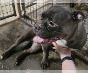 Free-Lance Bulldog Dogs for adoption in Jackson, MS, USA