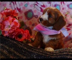 Cavachon-Cavapoo Mix Puppy for sale in FREWSBURG, NY, USA