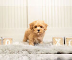 Small #3 Poodle (Toy)-Zuchon Mix