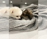 Small Photo #11 Cardigan Welsh Corgi-Pomeranian Mix Puppy For Sale in ALBUQUERQUE, NM, USA