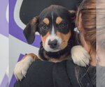 Small #5 Border Collie Mix