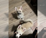 Small #71 Pomsky