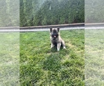 Small #1 Keeshond