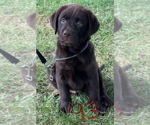 Labrador Retriever Puppy for sale in SILEX, MO, USA