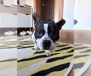 Meatball - Female Bulldog-Unknown Mix Dog for Adoption - Photo #12