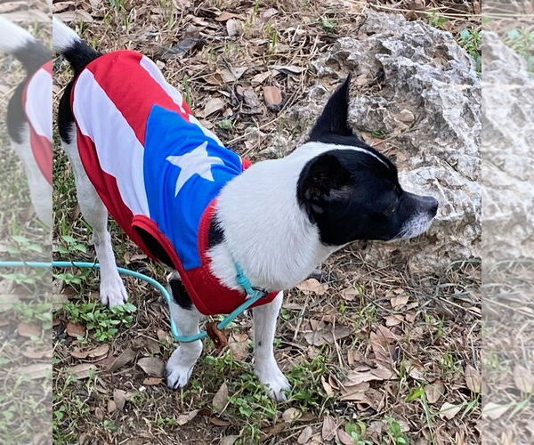 Medium Photo #1 Chihuahua-Unknown Mix Puppy For Sale in San Antonio, TX, USA