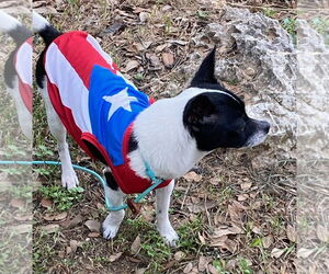 Chihuahua-Unknown Mix Dogs for adoption in San Antonio, TX, USA