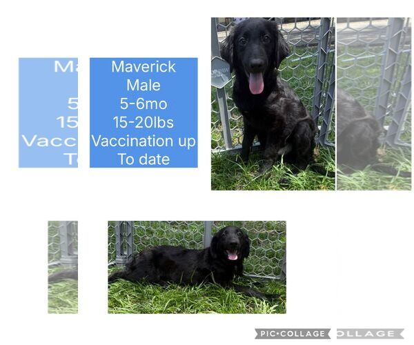 Medium Photo #3 Mutt Puppy For Sale in Virginia Beach, VA, USA