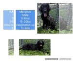 Small #2 Mutt