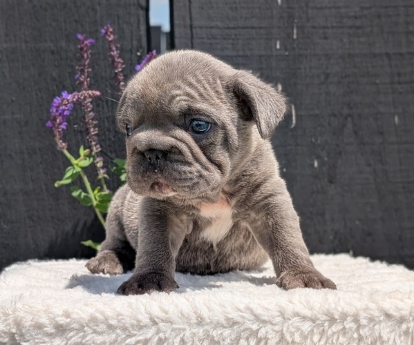 Medium Photo #16 French Bulldog Puppy For Sale in GOSHEN, IN, USA