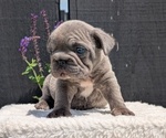 Small Photo #16 French Bulldog Puppy For Sale in GOSHEN, IN, USA