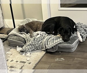 Rhamona - Female Labrador Retriever-Unknown Mix Dog for Adoption - Photo #4