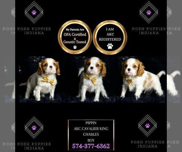 Medium Photo #12 Cavalier King Charles Spaniel Puppy For Sale in WARSAW, IN, USA