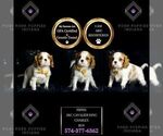 Small #1 Cavalier King Charles Spaniel