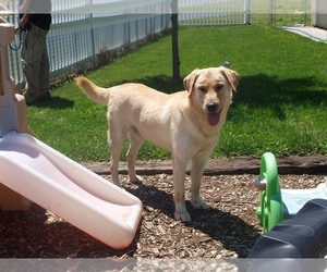 Father of the Labrador Retriever puppies born on 06/26/2025