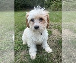 Small #18 Cavapoo-Poodle (Miniature) Mix