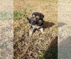 German Shepherd Dog Puppy for sale in BENSON, NC, USA