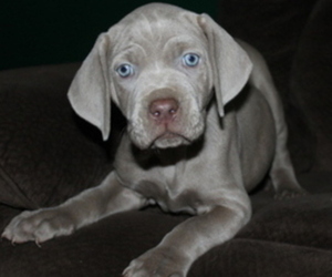 Neapolitan Mastiff-Weimaraner Mix Puppy for sale in ROME, GA, USA