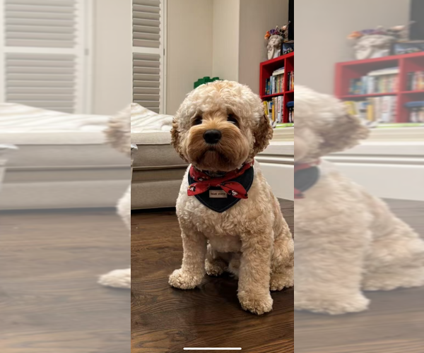 Medium Photo #16 Cockapoo (Miniature) Puppy For Sale in BUCKLEY, WA, USA