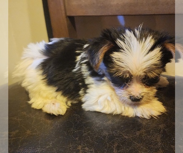 Medium Photo #2 Biewer Terrier Puppy For Sale in WOODSTOCK, GA, USA