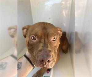 Mutt Dogs for adoption in Houston, TX, USA