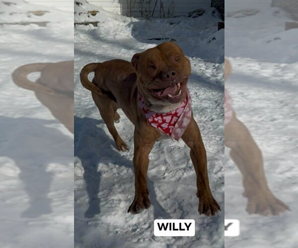 Medium Photo #2 American Staffordshire Terrier-Unknown Mix Puppy For Sale in Richmond, IN, USA