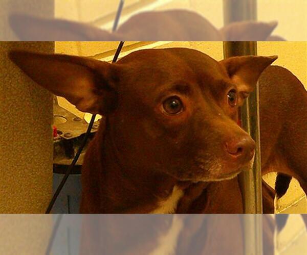 Medium Photo #1 Chihuahua-Unknown Mix Puppy For Sale in Sanford, FL, USA