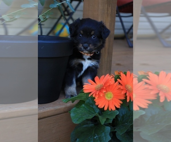 Medium Photo #3 Miniature Australian Shepherd Puppy For Sale in DAWSON, GA, USA
