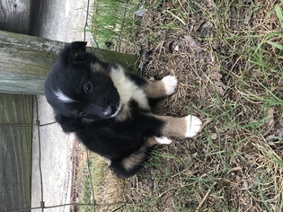 Australian Shepherd Puppy for sale in BALL GROUND, GA, USA