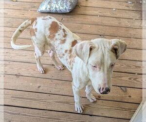 Great Dane-Unknown Mix Dogs for adoption in New York, NY, USA