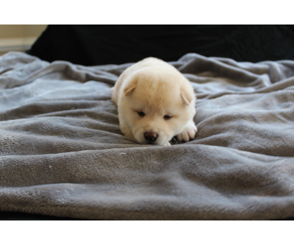 Medium Photo #24 Shiba Inu Puppy For Sale in VIRGINIA BCH, VA, USA