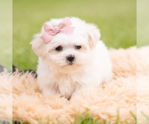 Medium Photo #2 Maltese Puppy For Sale in WARSAW, IN, USA