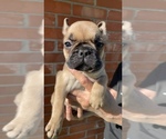 Small Photo #4 French Bulldog Puppy For Sale in PARIS, TX, USA