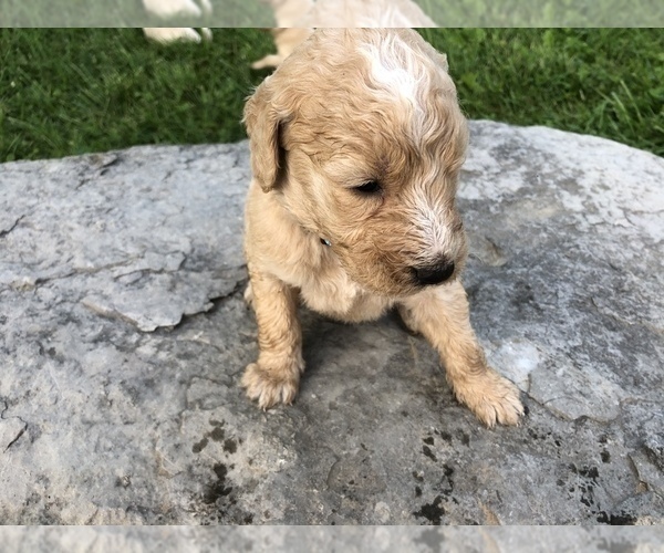 Medium Photo #4 Goldendoodle Puppy For Sale in GREENSBURG, KY, USA