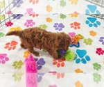 Small #4 Cavapoo (Miniature)-Poodle (Toy) Mix