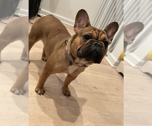 Mother of the French Bulldog puppies born on 05/24/2025