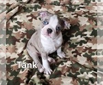 Puppy Tank Bulldog