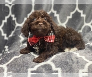 Cavapoo Puppy for sale in LAKELAND, FL, USA