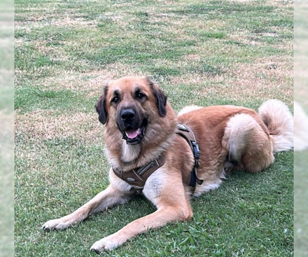 Medium Photo #1 Anatolian Pyrenees Puppy For Sale in McKinney, TX, USA