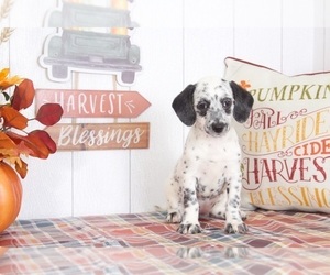 Dalmatian-Poodle (Miniature) Mix Puppy for sale in BEL AIR, MD, USA