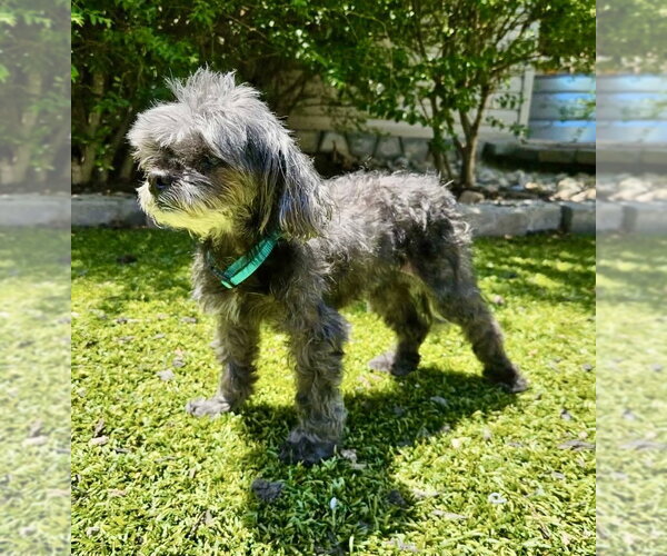 Medium Photo #1 Poodle (Toy) Puppy For Sale in Mooresville, NC, USA