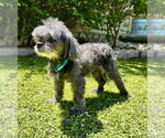 Small Poodle (Toy)