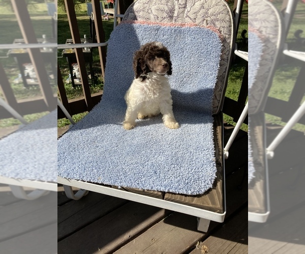 Medium Photo #2 Poodle (Standard) Puppy For Sale in BELTON, SC, USA