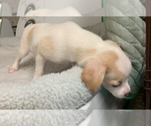 Chihuahua-Unknown Mix Puppy for sale in CLARE, IL, USA