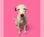 Small American Pit Bull Terrier
